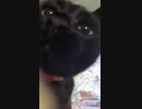 ”いよちゃん”が画面をペシペシするだけの動画