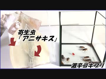 生イカに潜む寄生虫「アニサキス」をゴキブリに飲ませたら・・・。