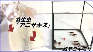 生イカに潜む寄生虫「アニサキス」をゴキブリに飲ませたら・・・。