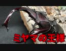 ミヤマの王様ユダイクス【蟲ラボ】