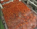 ホモと学ぶトマトジュースができるまで
