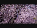 密蔵院 安行桜とヒヨドリたち