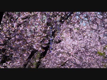 密蔵院 安行桜とヒヨドリたち