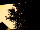 【比較】celluloid【新旧】