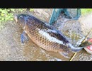 【釣り・VLOG】見次公園で鯉釣り＠上板橋・志村坂上付近【P30 Pro】