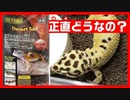 【6か月使える‼】レオパの床材をデザートブレンドに変えてみた【糞の臭いも吸収】