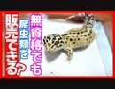 【かなりややこしい！！】資格を持って無くてもレオパ(爬虫類)を販売できるのか？【飼育数によっても資格が必要】