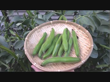 ソラマメ2020【長火鉢とおっさん155】