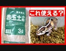 【意外と良い！】ニシアフリカトカゲモドキの床材を変更してみた【赤玉土】