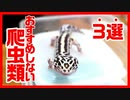 【初心者向け】初心者にお勧めしない爬虫類を紹介します。
