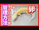 【初心者必見！】レオパの卵を孵化させる方法