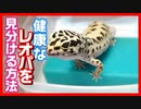 【購入する際の注意点！】健康なレオパを見分ける方法