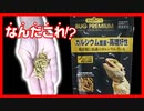 【新商品！】バグプレミアムをレオパにあげてみた