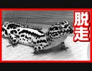 【経験談！】爬虫類の脱走が多発しててヤバい【他人事ではない】