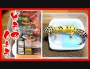 【床材レビュー】レオパの床材をデザートソイルに変えてみた感想【なかなか良い！】
