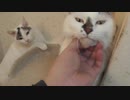 妹猫をモフってるのが気になって仕方ない姉猫