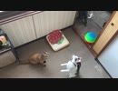 暇なので釣りしてみた