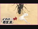 寄生虫「アニサキス」と1000匹のアリを遭遇させたら・・・。