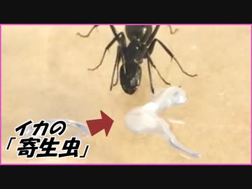 寄生虫「アニサキス」と1000匹のアリを遭遇させたら・・・。