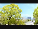 ある日の桜島（その２０６）＜県庁敷地内の某所から新緑と桜島＞