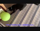 "ぐりちゃん"が風船で遊ぶだけの動画