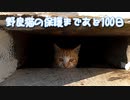 床下からこんにちは【野良猫の保護まであと100日】