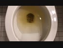 M&M'sとスプライトをトイレに流してみた