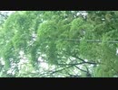 アンコール　サンクスモニカ！／ZATSUDANic　NATIVE