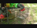 (箱わなレビュー回その２)変態忍者の、狩猟＆有害鳥獣駆除従事活動記・その１０６