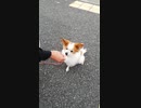 お散歩中のご褒美のおやつにご満悦のワンコ（パピヨン）