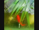 【ビオトープ】用水路に生き物を捕まえに行ったり、魚への餌やりを間近で撮影してみた。