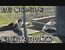 なかなか仲良くなれないジャンフォレスト的な野良猫