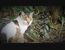 ある日の散歩中とかに出会った生き物（2019年に撮った「ネコ」で残ってたものを！）