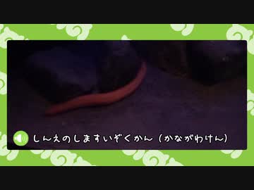 【ポケモン剣盾】水族館パでワイワイバトル：９【しんそくシングルバトル】