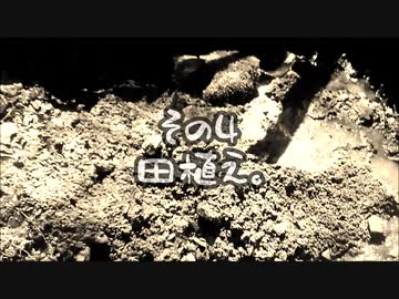 わさびやってます。2020　その4　田植え。
