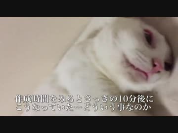 ウチューネコチャン、猫を諦めた日