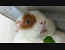 【モルモット動画】うちのテディモルモットの爪切りに挑戦してみた【ナレーション：東北きりたん】