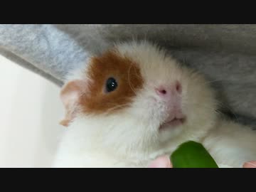 【モルモット動画】うちのテディモルモットの爪切りに挑戦してみた【ナレーション：東北きりたん】