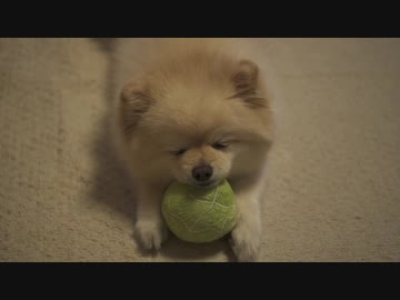メロンの枕で寝てしまうポメラニアンモモ