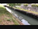 #七原くん 20200503「夕まずめ　1時間チャレンジ！　外来種　雷魚」米無(いつものJR蟹江駅前の水路から,#雷魚 #ライギョ 目撃突発枠)