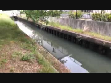 #七原くん 20200503「夕まずめ　1時間チャレンジ！　外来種　雷魚」米無(いつものJR蟹江駅前の水路から,#雷魚 #ライギョ 目撃突発枠)