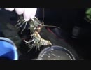 【ウチダザリガニ】ロブスターみたいな特定外来生物を大量に獲って食ってみた