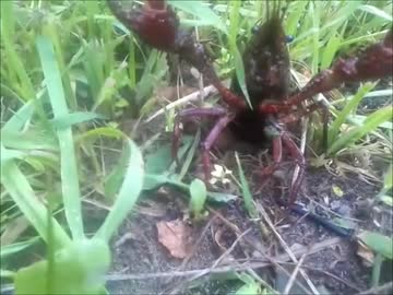 珍しい客が来たんだが･･･