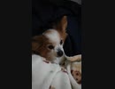 まったりするワンコ（パピヨン）6