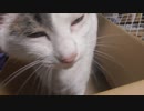 ダンボールに入ると自動でエンジンがかかる猫（鳴き声つき）