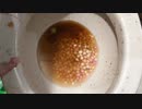 スキットルズとスプライトとピクルスをトイレに流してみた