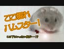 うちのハムスターがずっと床を掘ってるんですけど... My hamster has been digging the floor for a while now ... #42【ハムスター物語】