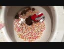 スキットルズとキットカットをトイレに流してみた