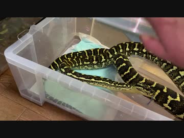 カーペットパイソンのお食事