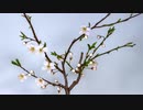 【YouTube不適切認定動画】#079鄧小平派が習近平政権の転覆を画策中/18〜45歳男性「兵員登録」開始？/空母・遼寧を台湾軍艦が緊急追尾！